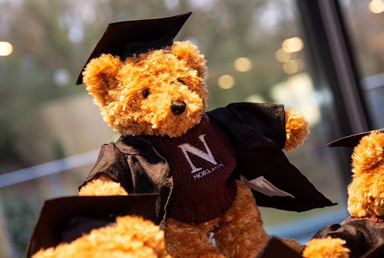 Norland teddy bear in graduation gown and mortarboard